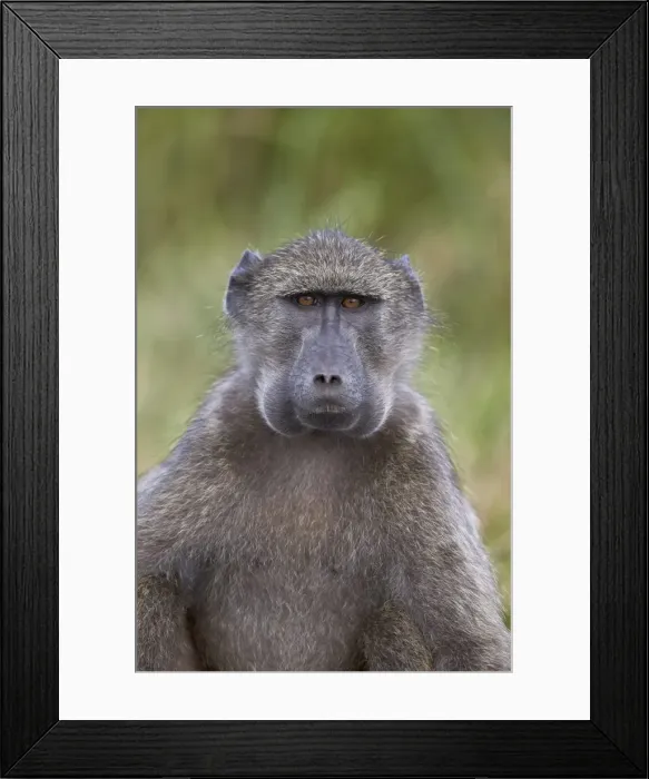 Framed Print : Chacma baboon (Papio ursinus) with its cheeks full of food, Hluhluwe Game Reserve, South Africa, Africa Framed Print : Chacma baboon (Papio ursinus) with its cheeks full of food, Hluhluwe Game Reserve, South Africa, Africa