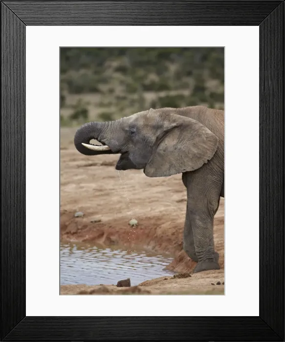 Framed Print : African elephant (Loxodonta africana) drinking, Addo Elephant National Park, South Africa, Africa Framed Print : African elephant (Loxodonta africana) drinking, Addo Elephant National Park, South Africa, Africa