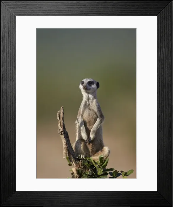 Framed Print : Meerkat (suricate) (Suricata suricatta), Addo Elephant National Park, South Africa, Africa Framed Print : Meerkat (suricate) (Suricata suricatta), Addo Elephant National Park, South Africa, Africa