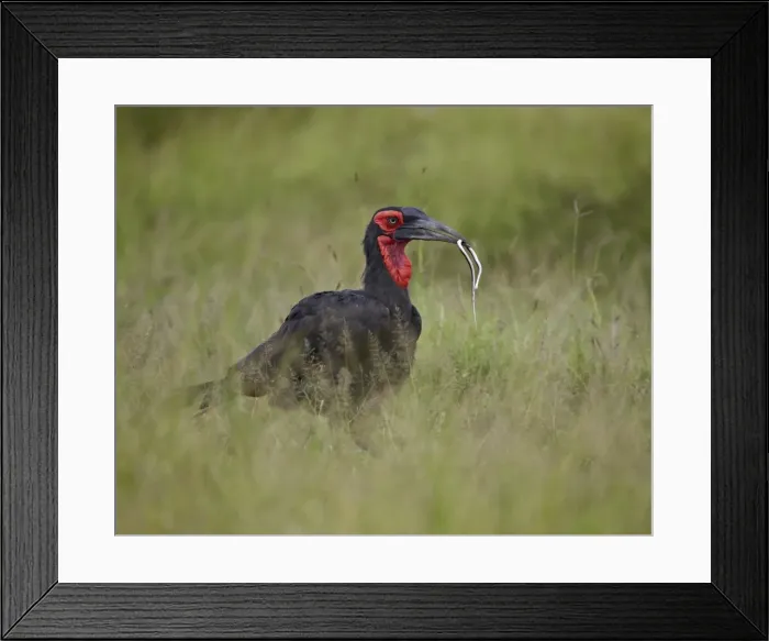 Framed Print : Southern Ground-Hornbill (Ground Hornbill) (Bucorvus leadbeateri) with a snake, Kruger National Park, South Africa, Africa Framed Print : Southern Ground-Hornbill (Ground Hornbill) (Bucorvus leadbeateri) with a snake, Kruger National Park, South Africa, Africa