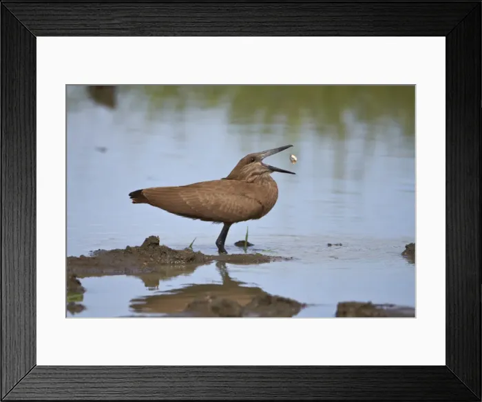 Framed Print : Hamerkop (Scopus umbretta) flipping a fish, Imfolozi Game Reserve, South Africa, Africa Framed Print : Hamerkop (Scopus umbretta) flipping a fish, Imfolozi Game Reserve, South Africa, Africa