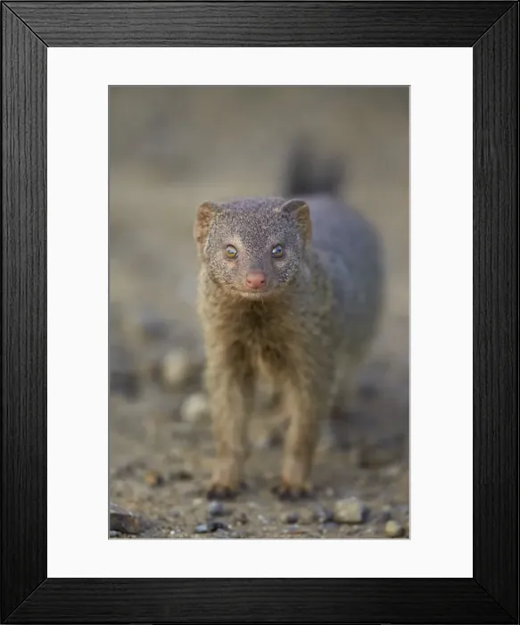 Framed Print : Slender mongoose (Galerella sanguinea), Imfolozi Game Reserve, South Africa, Africa Framed Print : Slender mongoose (Galerella sanguinea), Imfolozi Game Reserve, South Africa, Africa