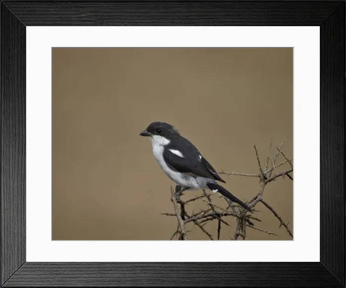 Framed Print : Fiscal shrike (common fiscal) (Lanius collaris), Addo Elephant National Park, South Africa, Africa, Africa Framed Print : Fiscal shrike (common fiscal) (Lanius collaris), Addo Elephant National Park, South Africa, Africa, Africa