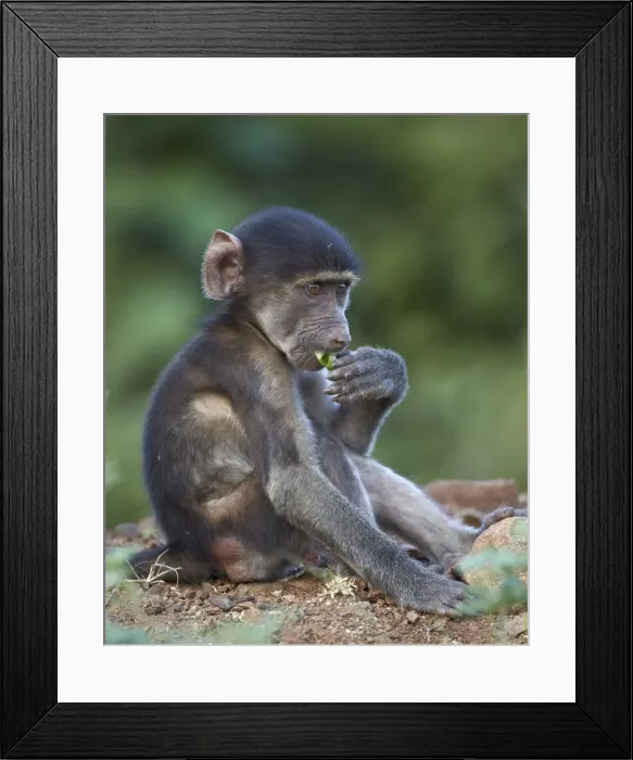 Framed Print : Infant Chacma baboon (Papio ursinus) eating, Kruger National Park, South Africa, Africa Framed Print : Infant Chacma baboon (Papio ursinus) eating, Kruger National Park, South Africa, Africa