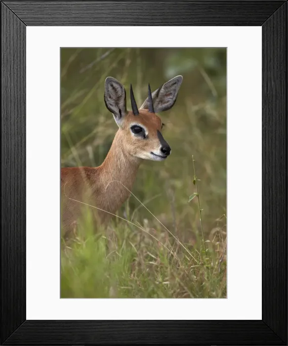 Framed Print : Male Steenbok (Raphicerus campestris), Kruger National Park, South Africa, Africa Framed Print : Male Steenbok (Raphicerus campestris), Kruger National Park, South Africa, Africa
