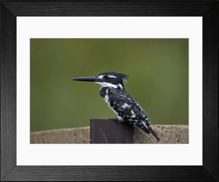 Framed Print : Pied kingfisher (Ceryle rudis), Kruger National Park, South Africa, Africa Framed Print : Pied kingfisher (Ceryle rudis), Kruger National Park, South Africa, Africa