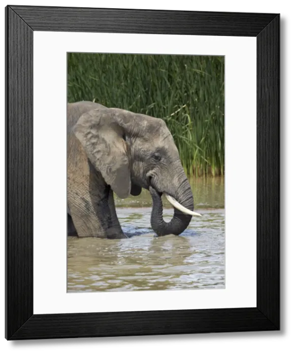 Framed Print : African elephant (Loxodonta africana) drinking, Addo Elephant National Park, South Africa, Africa Framed Print : African elephant (Loxodonta africana) drinking, Addo Elephant National Park, South Africa, Africa