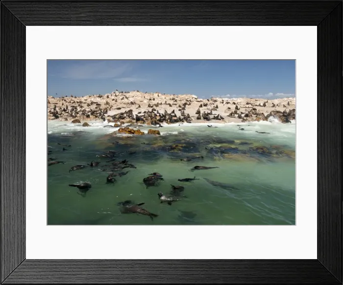 Framed Print : Cape fur seal colony (Arctocephalus pusillus) at Geyser Island, Dyer Island offshore from Klein baai, Western Cape, South Africa, Africa Framed Print : Cape fur seal colony (Arctocephalus pusillus) at Geyser Island, Dyer Island offshore from Klein baai, Western Cape, South Africa, Africa