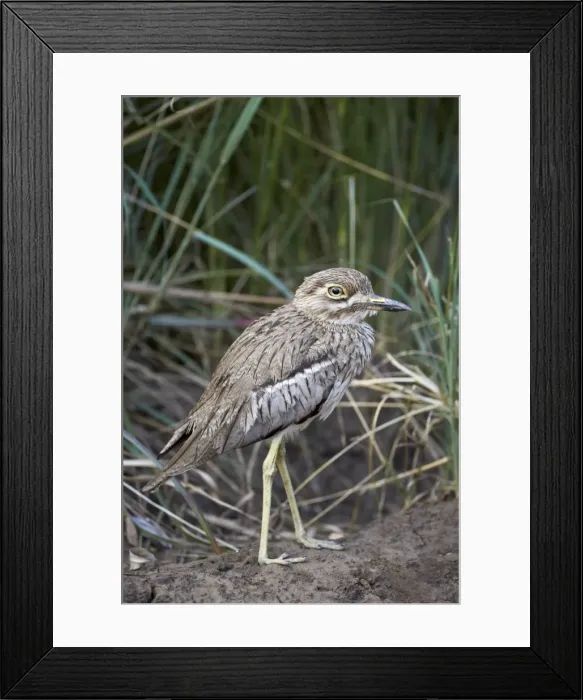 Framed Print : Water thickknee (water dikkop) (Burhinus vermiculatus), Hluhluwe Game Reserve, South Africa, Africa Framed Print : Water thickknee (water dikkop) (Burhinus vermiculatus), Hluhluwe Game Reserve, South Africa, Africa