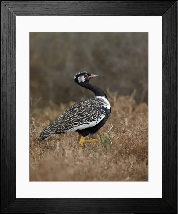 Framed Print : Male Southern black korhaan (Eupodotis afra), Addo Elephant National Park, South Africa, Africa Framed Print : Male Southern black korhaan (Eupodotis afra), Addo Elephant National Park, South Africa, Africa