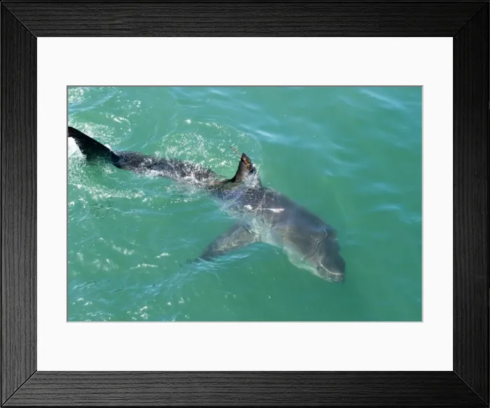 Framed Print : Satellite tagged great white shark (Carcharodon carcharias), Gansbaai, Klein Bay, Western Cape, South Africa, Africa Framed Print : Satellite tagged great white shark (Carcharodon carcharias), Gansbaai, Klein Bay, Western Cape, South Africa, Africa