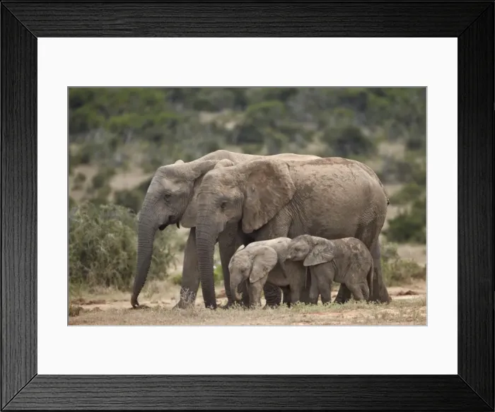 Framed Print : African elephant (Loxodonta africana) mothers and babies, Addo Elephant National Park, South Africa, Africa Framed Print : African elephant (Loxodonta africana) mothers and babies, Addo Elephant National Park, South Africa, Africa
