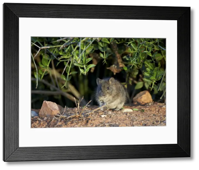 Framed Print : Angoni Vlei rat (Otomys angoniensis), Addo Elephant National Park, South Africa, Africa Framed Print : Angoni Vlei rat (Otomys angoniensis), Addo Elephant National Park, South Africa, Africa