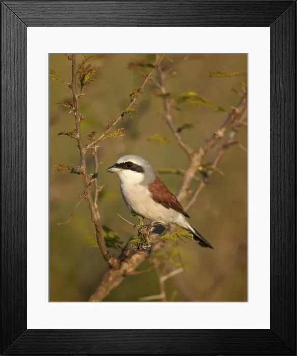 Framed Print : Red-Backed Shrike (Lanius collurio), Kruger National Park, South Africa, Africa Framed Print : Red-Backed Shrike (Lanius collurio), Kruger National Park, South Africa, Africa