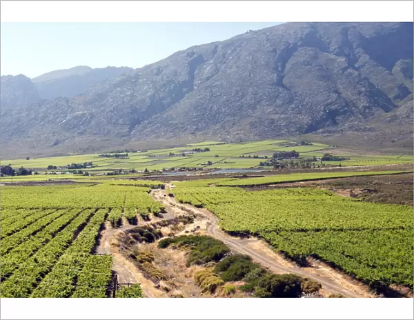 Vineyards and landscape of the Franschhoek area, Western Cape, South Africa, Africa