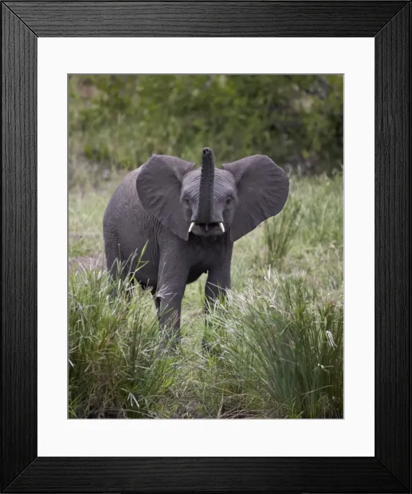 Framed Print : Young African Elephant (Loxodonta africana), Kruger National Park, South Africa, Africa Framed Print : Young African Elephant (Loxodonta africana), Kruger National Park, South Africa, Africa