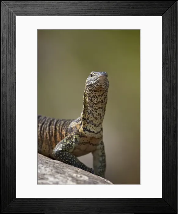 Framed Print : Water monitor (Varanus niloticus), Kruger National Park, South Africa, Africa Framed Print : Water monitor (Varanus niloticus), Kruger National Park, South Africa, Africa