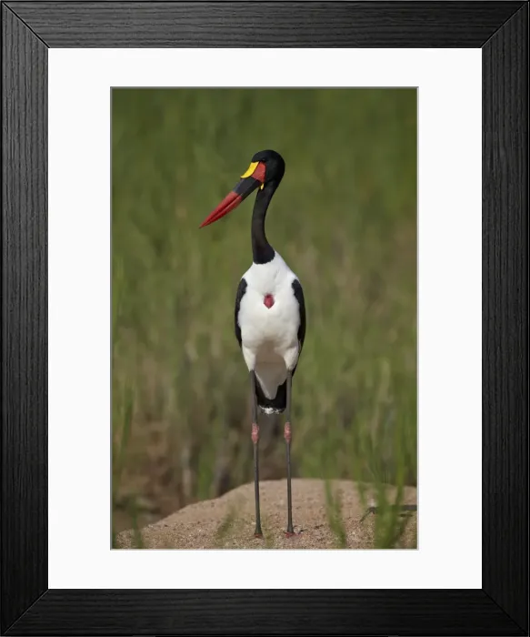 Framed Print : Male saddlebilled stork (Ephippiorhynchus senegalensis), Kruger National Park, South Africa, Africa Framed Print : Male saddlebilled stork (Ephippiorhynchus senegalensis), Kruger National Park, South Africa, Africa