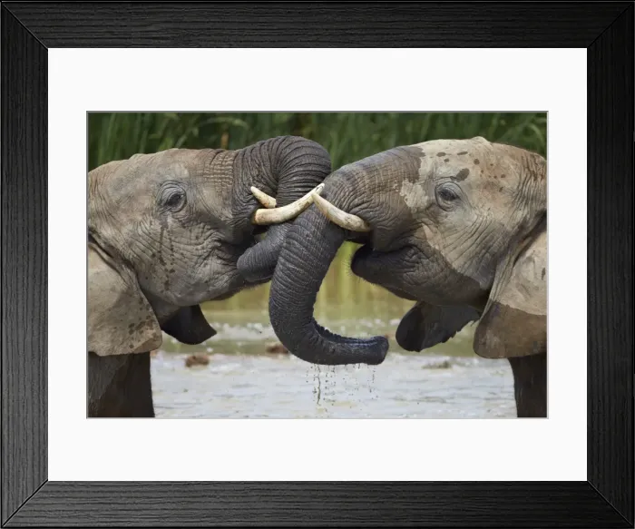 Framed Print : Two African elephant (Loxodonta africana) playing, Addo Elephant National Park, South Africa, Africa Framed Print : Two African elephant (Loxodonta africana) playing, Addo Elephant National Park, South Africa, Africa