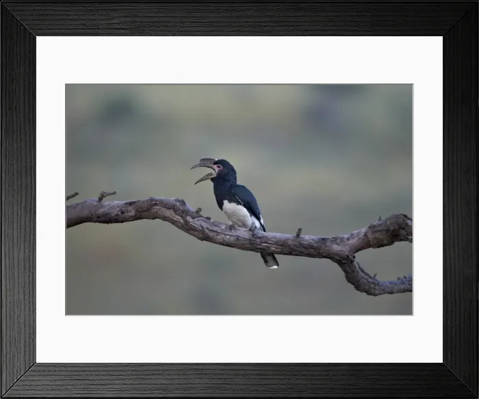 Framed Print : Female trumpeter hornbill (Bycanistes bucinator) calling, Hluhluwe Game Reserve, South Africa, Africa Framed Print : Female trumpeter hornbill (Bycanistes bucinator) calling, Hluhluwe Game Reserve, South Africa, Africa