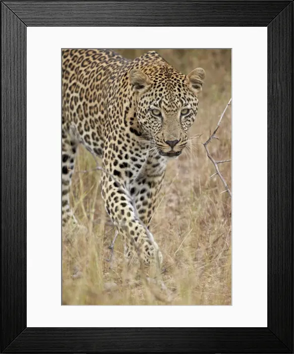 Framed Print : Leopard (Panthera pardus) walking through dry grass, Kruger National Park, South Africa, Africa Framed Print : Leopard (Panthera pardus) walking through dry grass, Kruger National Park, South Africa, Africa