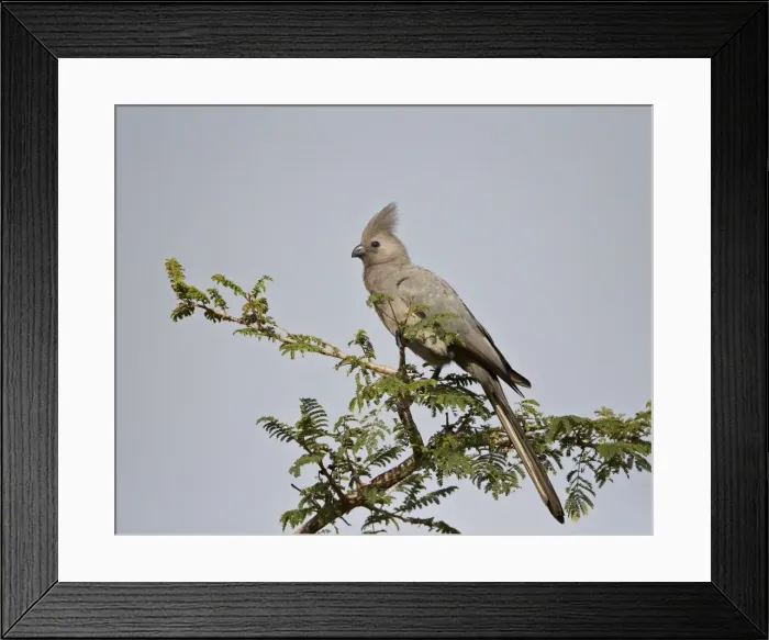 Framed Print : Grey lourie (Go-away bird) (Corythaixoides concolor), Kruger National Park, South Africa, Africa Framed Print : Grey lourie (Go-away bird) (Corythaixoides concolor), Kruger National Park, South Africa, Africa