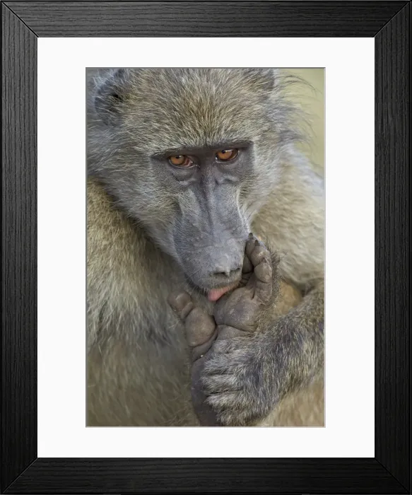 Framed Print : Chacma baboon (Papio ursinus) licking a wound on its foot, Kruger National Park, South Africa, Africa Framed Print : Chacma baboon (Papio ursinus) licking a wound on its foot, Kruger National Park, South Africa, Africa