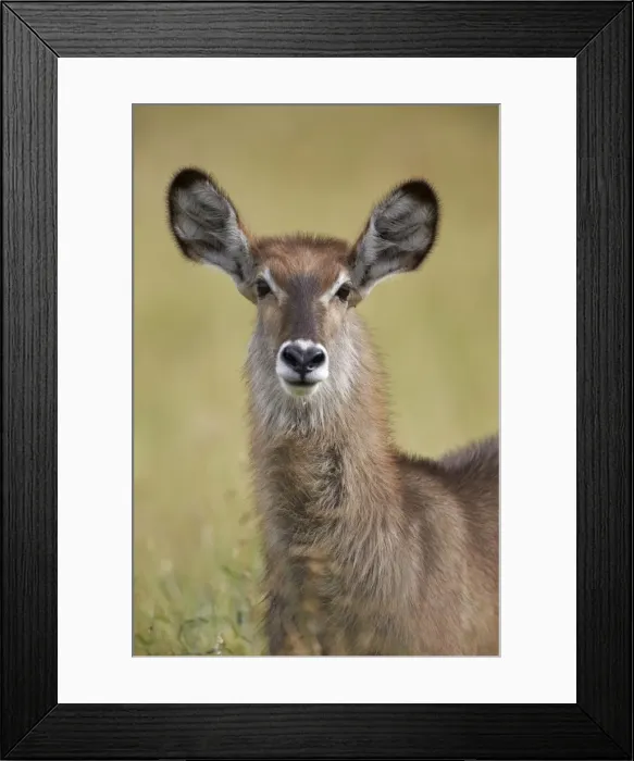 Framed Print : Female Common Waterbuck (Ellipsen Waterbuck) (Kobus ellipsiprymnus ellipsiprymnus) eating, Kruger National Park, South Africa, Africa Framed Print : Female Common Waterbuck (Ellipsen Waterbuck) (Kobus ellipsiprymnus ellipsiprymnus) eating, Kruger National Park, South Africa, Africa