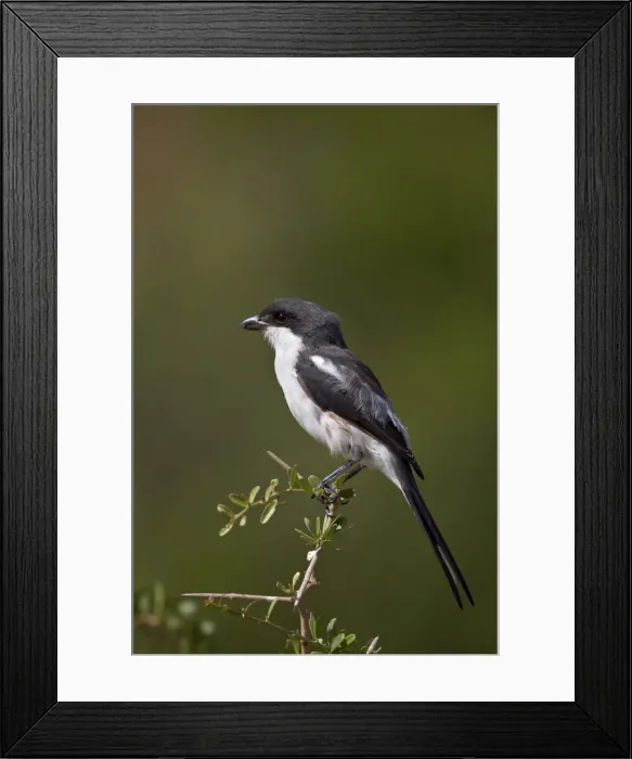 Framed Print : Female fiscal shrike (common fisca) (Lanius collaris), Addo Elephant National Park, South Africa, Africa Framed Print : Female fiscal shrike (common fisca) (Lanius collaris), Addo Elephant National Park, South Africa, Africa