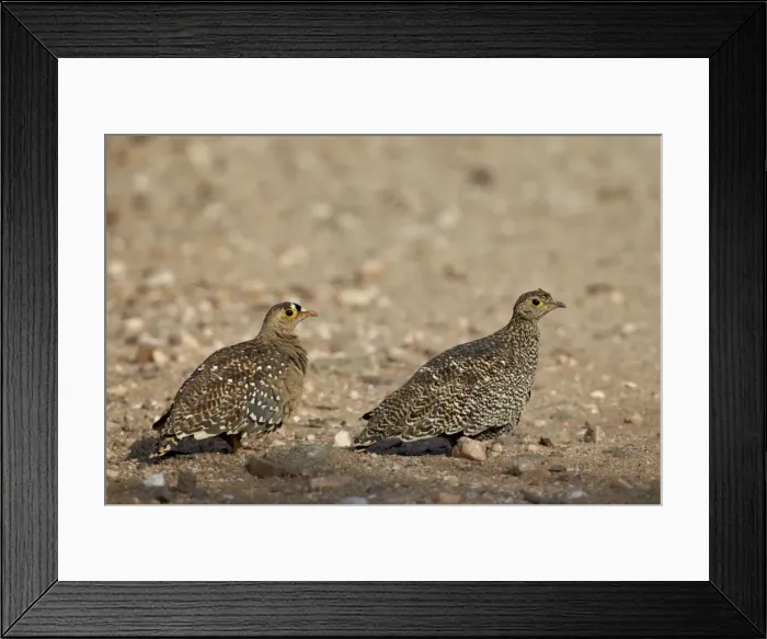 Framed Print : Double-Banded Sandgrouse (Pterocles bicinctus) pair, Kruger National Park, South Africa, Africa Framed Print : Double-Banded Sandgrouse (Pterocles bicinctus) pair, Kruger National Park, South Africa, Africa