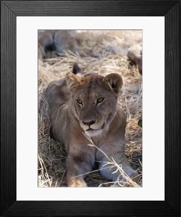 Framed Print : Lion (Panthera leo), Khwai Concession, Okavango Delta, Botswana, Africa Framed Print : Lion (Panthera leo), Khwai Concession, Okavango Delta, Botswana, Africa