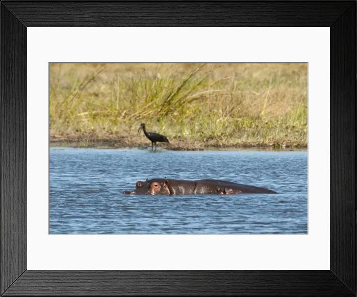 Framed Print : Hippopotamus (Hippopotamus amphibius), Khwai Concession, Okavango Delta, Botswana, Africa Framed Print : Hippopotamus (Hippopotamus amphibius), Khwai Concession, Okavango Delta, Botswana, Africa
