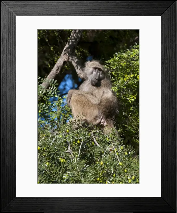 Framed Print : Chacma baboon (Papio ursinus), Mashatu Game Reserve, Botswana, Africa Framed Print : Chacma baboon (Papio ursinus), Mashatu Game Reserve, Botswana, Africa