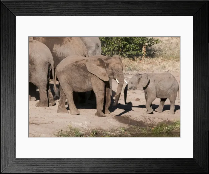 Framed Print : African elephant (Loxodonta africana), Mashatu Game Reserve, Botswana, Africa Framed Print : African elephant (Loxodonta africana), Mashatu Game Reserve, Botswana, Africa
