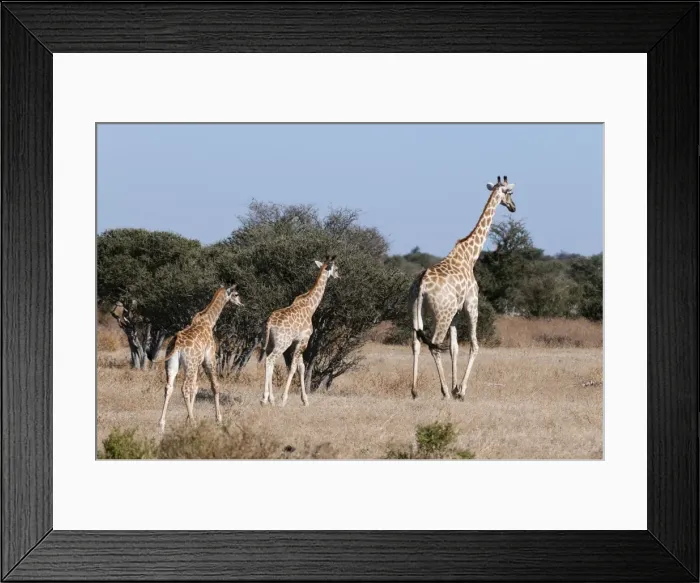 Framed Print : Southern giraffe (Giraffa camelopardalis), Mashatu Game Reserve, Botswana, Africa Framed Print : Southern giraffe (Giraffa camelopardalis), Mashatu Game Reserve, Botswana, Africa