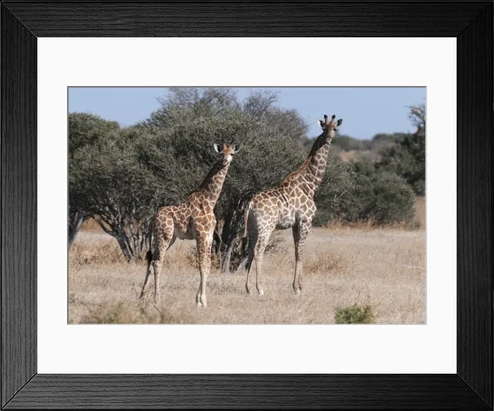 Framed Print : Southern giraffe (Giraffa camelopardalis), Mashatu Game Reserve, Botswana, Africa Framed Print : Southern giraffe (Giraffa camelopardalis), Mashatu Game Reserve, Botswana, Africa