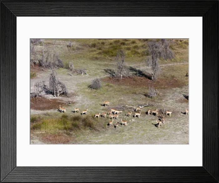 Framed Print : Aerial view of red lechwe (Kobus leche), Okavango Delta, Botswana, Africa Framed Print : Aerial view of red lechwe (Kobus leche), Okavango Delta, Botswana, Africa