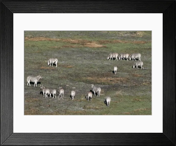 Framed Print : Aerial view of plains zebras (Equus quagga), Okavango Delta, Botswana, Africa Framed Print : Aerial view of plains zebras (Equus quagga), Okavango Delta, Botswana, Africa