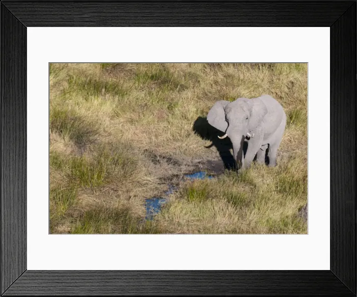 Framed Print : Aerial view of African elephant (Loxodonda africana), Okavango Delta, Botswana, Africa Framed Print : Aerial view of African elephant (Loxodonda africana), Okavango Delta, Botswana, Africa