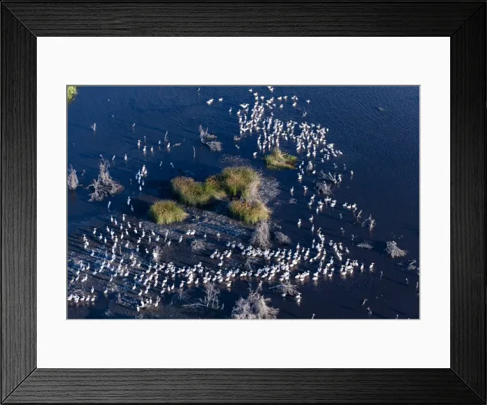 Framed Print : Aerial view of great white pelicans (Pelecanus onocrotalus), Okavango Delta, Botswana, Africa Framed Print : Aerial view of great white pelicans (Pelecanus onocrotalus), Okavango Delta, Botswana, Africa