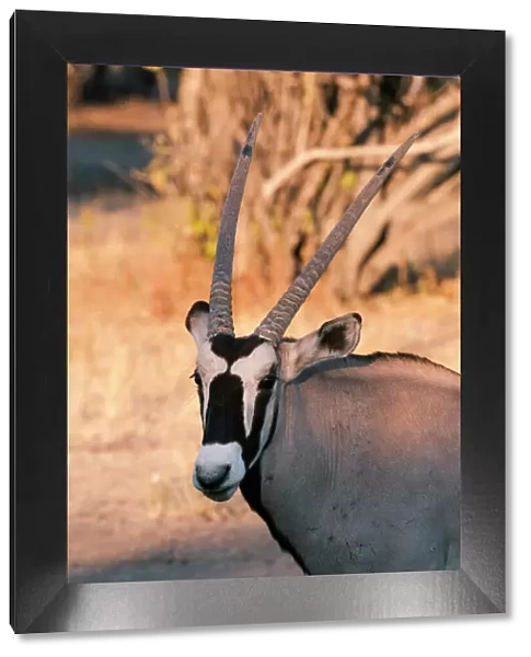 Gemsbok (Oryx gazella), Central Kalahari National Park, Botswana, Africa