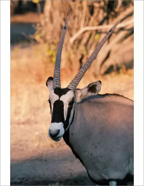 Gemsbok (Oryx gazella), Central Kalahari National Park, Botswana, Africa
