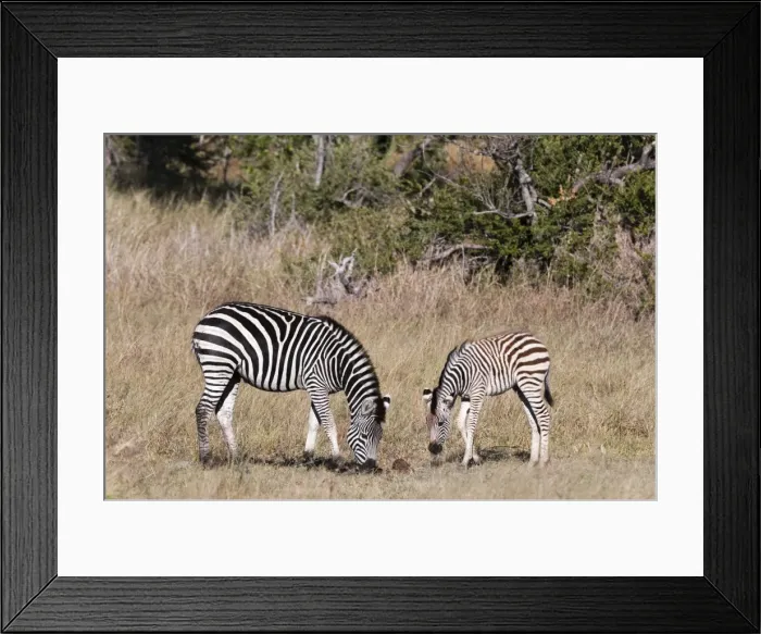 Framed Print : Zebra, Khwai Concession, Okavango Delta, Botswana, Africa Framed Print : Zebra, Khwai Concession, Okavango Delta, Botswana, Africa
