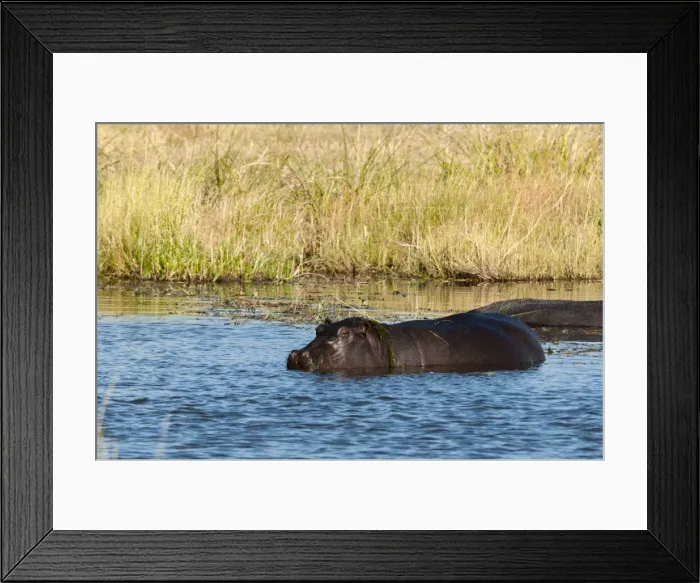 Framed Print : Hippopotamus (Hippopotamus amphibius), Khwai Concession, Okavango Delta, Botswana, Africa Framed Print : Hippopotamus (Hippopotamus amphibius), Khwai Concession, Okavango Delta, Botswana, Africa
