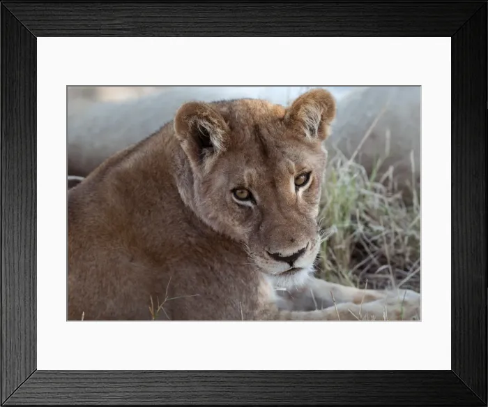 Framed Print : Lion (Panthera leo), Khwai Concession, Okavango Delta, Botswana, Africa Framed Print : Lion (Panthera leo), Khwai Concession, Okavango Delta, Botswana, Africa