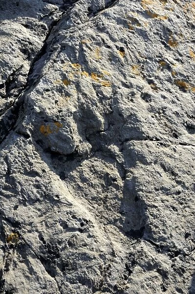 150 million year old fossilised footprint (ichnite) of theropod dinosaur in karst limestone rock, Terenes, Asturias, Spain, Europe