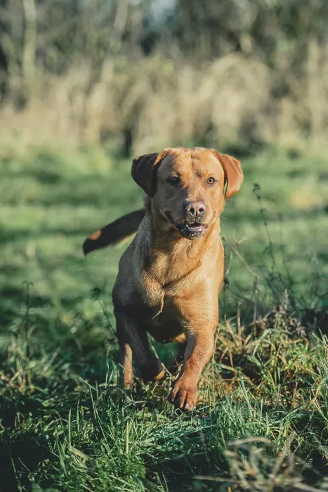 Framed Print : 2 Red Labrador Gun Dogs in the sunshine on a pheasant shoot in the UK Framed Print : 2 Red Labrador Gun Dogs in the sunshine on a pheasant shoot in the UK