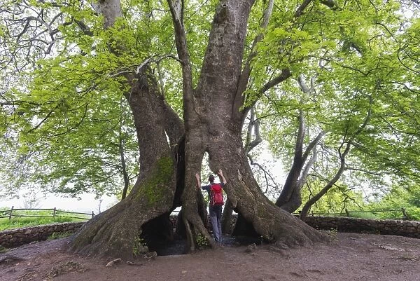 A 2000 year old Platan tree, independent Armenian enclave officially within Azerbaijan