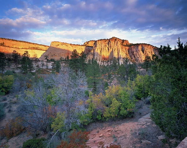 321-4188. First light on the hills, Zion National Park