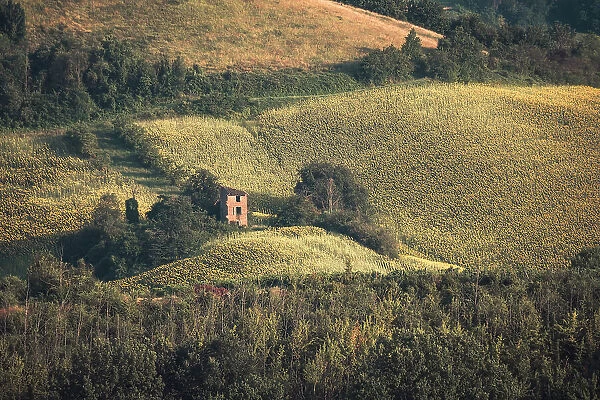 An abandoned ruin in the middle of sunflower fields in the Italian countryside, Emilia Romagna, Italy, Europe